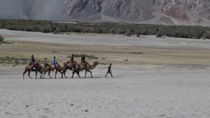 Camels at Hundar